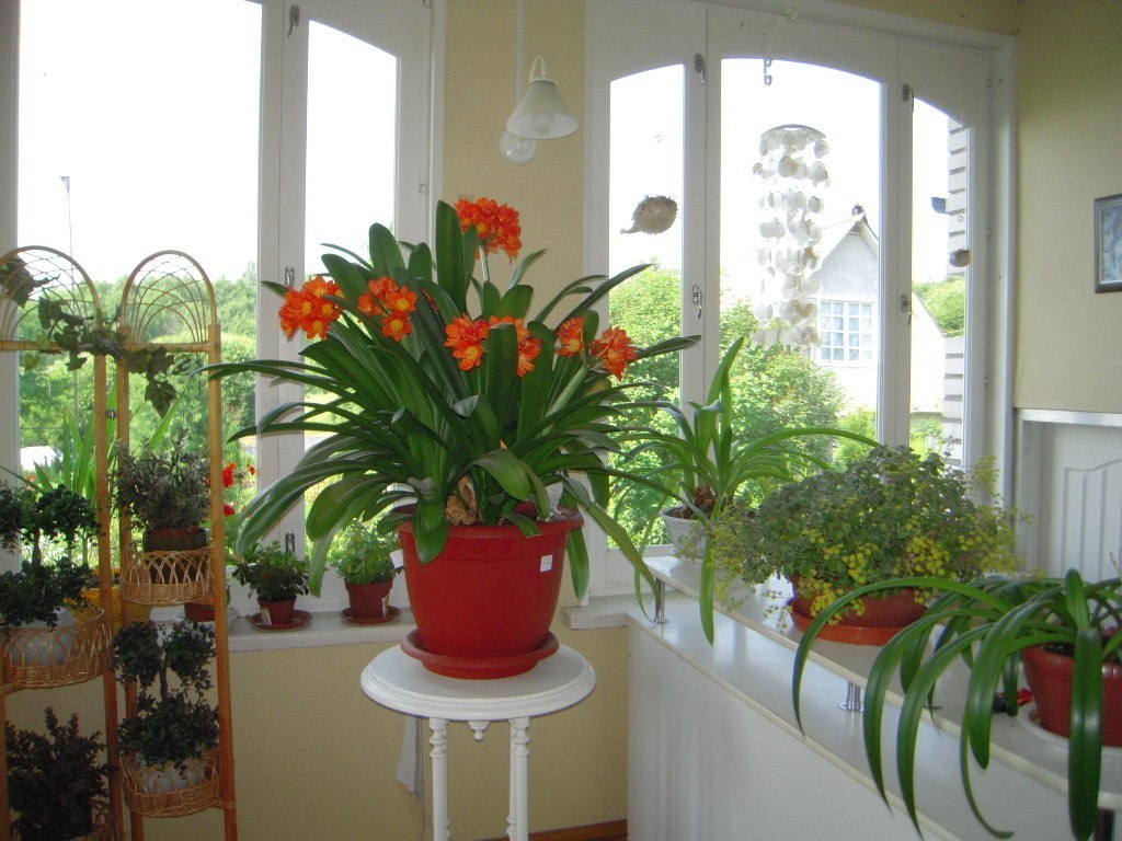 Где Купить Комнатные Растения В Казани