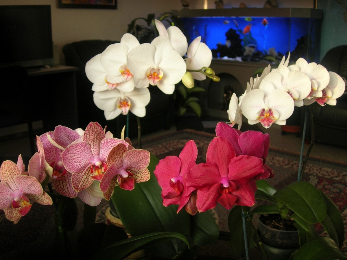 Орхидея. Что делать после цветения
